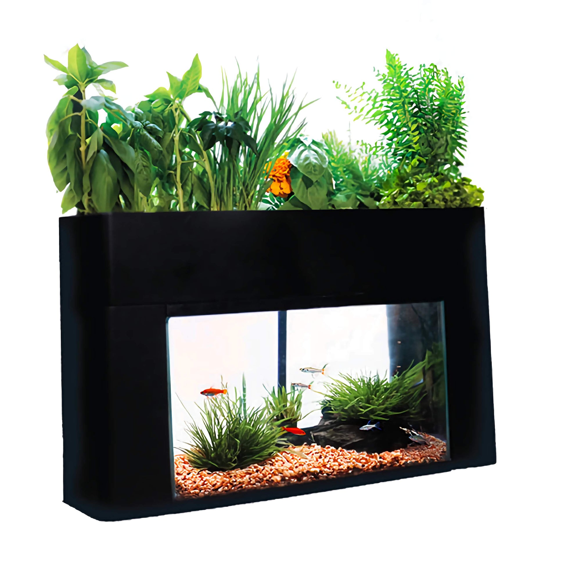 Black aquaponics aquarium kit with green plants and fish on a white background