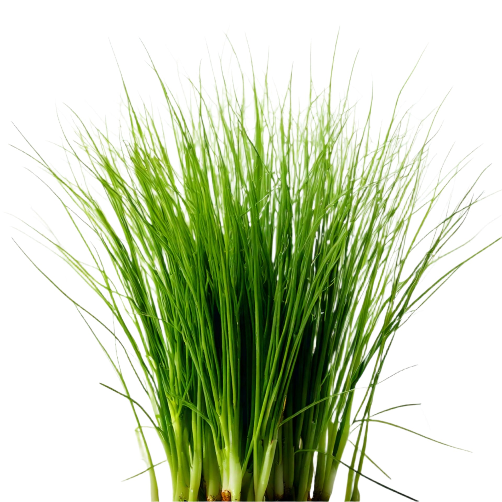 plant chives from seed Chives Seeds – AquaSprouts