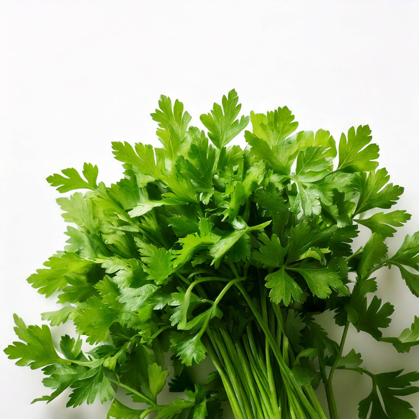 Italian Parsley Seeds - AquaSprouts 