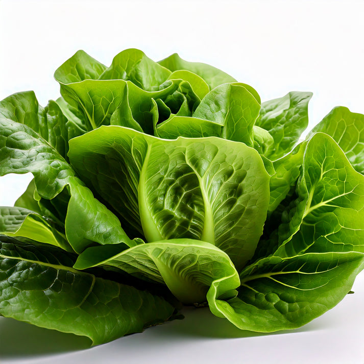 Romaine Lettuce Seeds – AquaSprouts