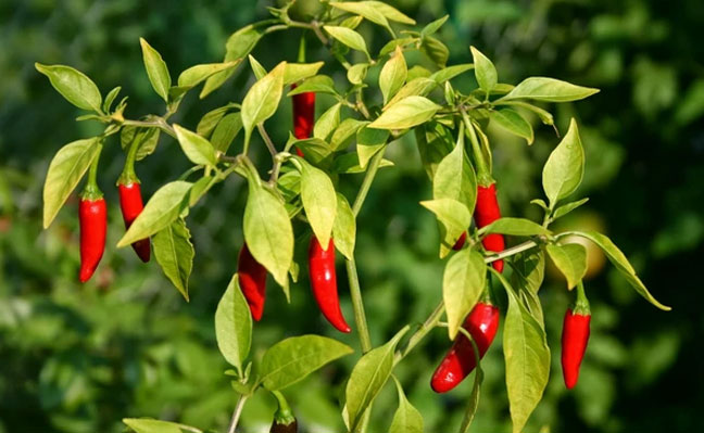 Hot Pepper Seeds - Serrano Chile